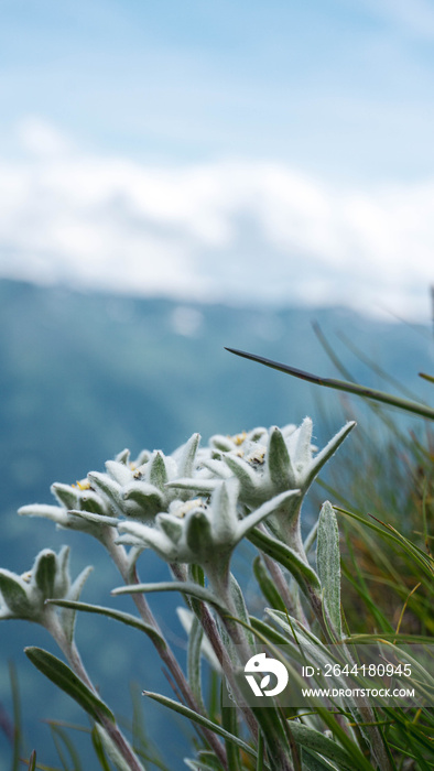 高山上的雪绒花