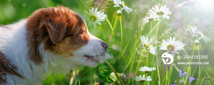 澳大利亚牧羊犬的小狗在野花丛生的草地上