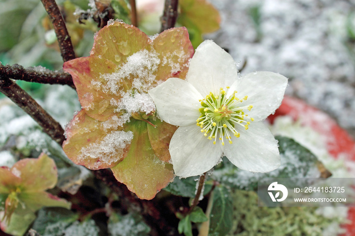 Weiße Christrose im Schnee