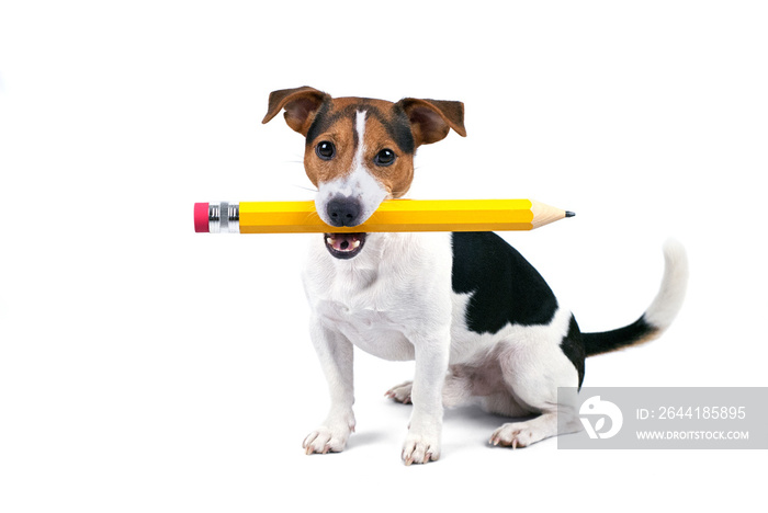 可爱的年轻杰克罗素梗狗的肖像，坐着，拿着黄色的大铅笔，被隔离在wh上