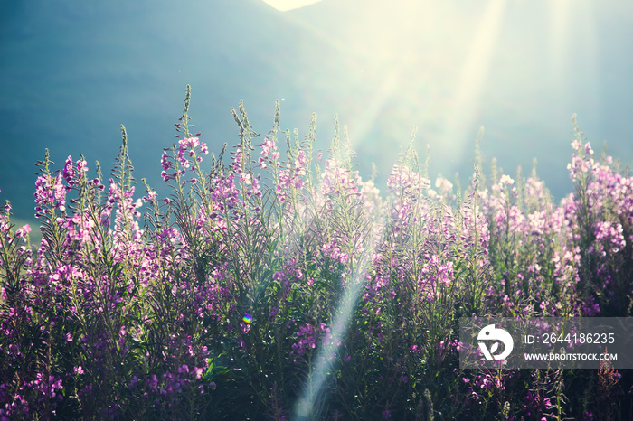 purple flowers in  mountain background