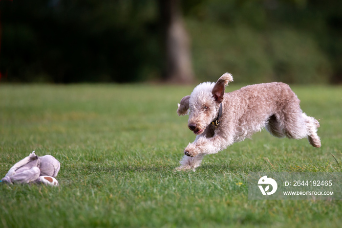 Bedlington Terrier诱杀