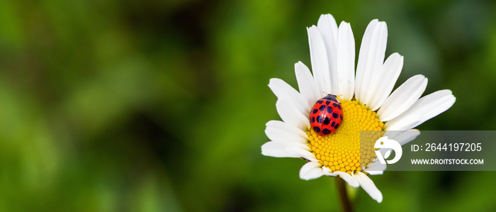 Banner: asiatischer Marienkäfer auf Margeritenblüte-viel Textfreiraum