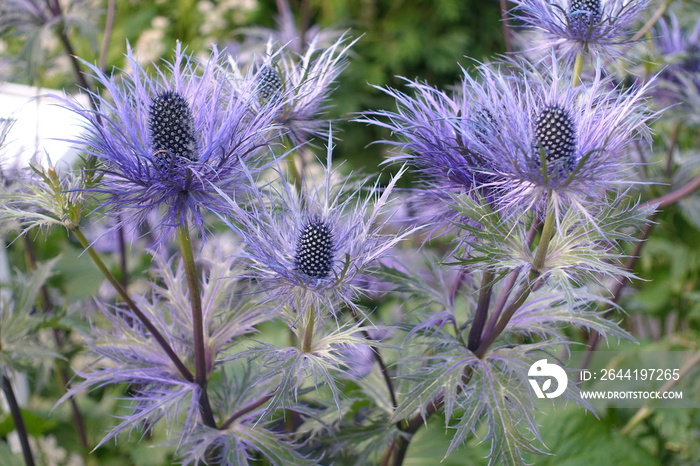 des chardons bleus