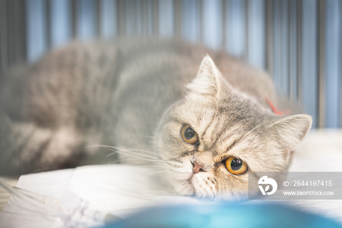 苏格兰折叠猫坐在笼子里对动物进行静脉输液治疗的特写