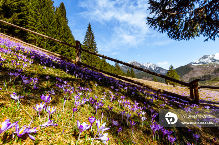 pola krokusów, wiosna, zakopane