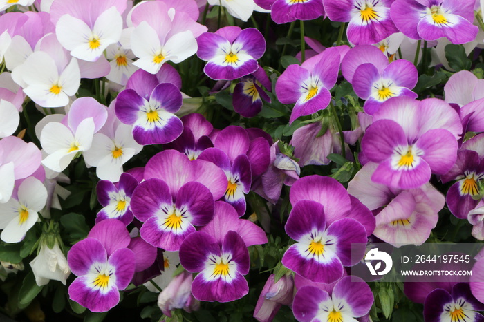 Garten im Frühling, Hornveilchen in Lila, Viola cornuta