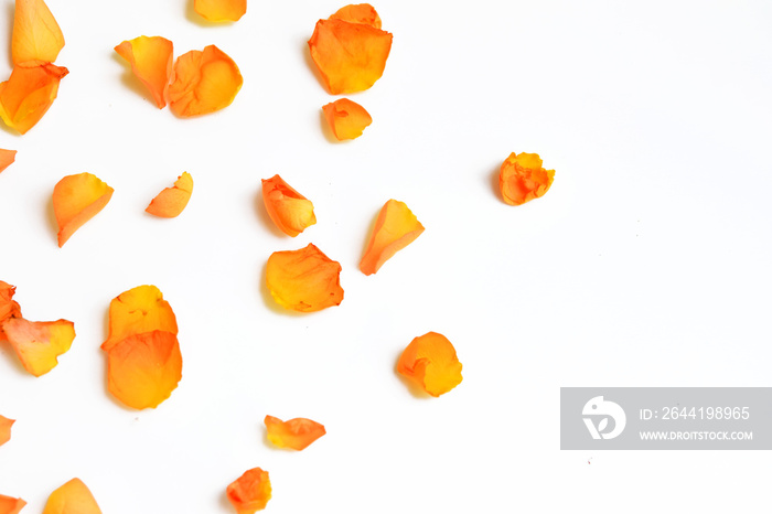 Petals of rose isolated on white background