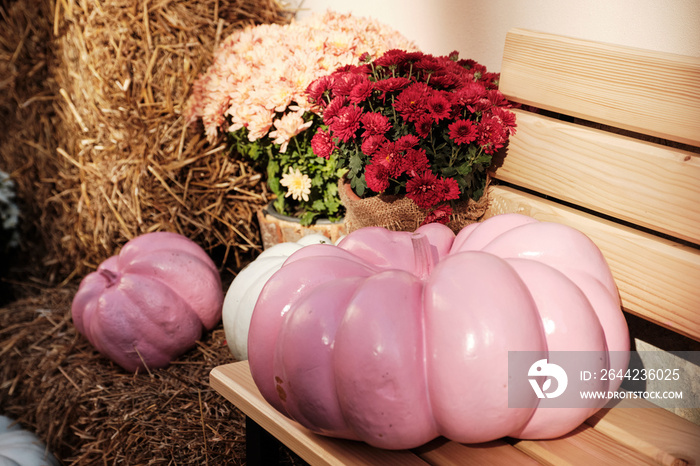 Festive decoration with Pink pumpkins and chrysanthemum flowers near flower shop on street in europe