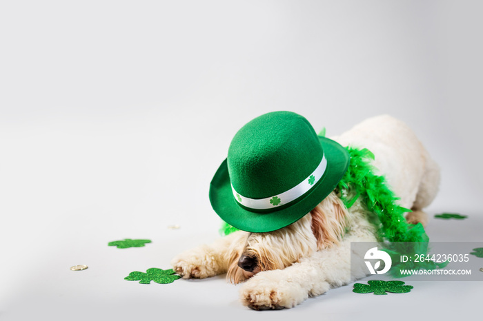 Dog dressed in St. Patrick Day Costume