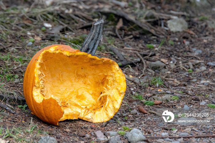 An orange smashed pumpkin lying on the ground on a woods. Only half the pumpkin present. Focus on th