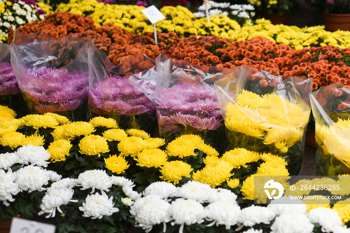 Decorative flowers sold for the feast of the dead on November 1 in Poland.