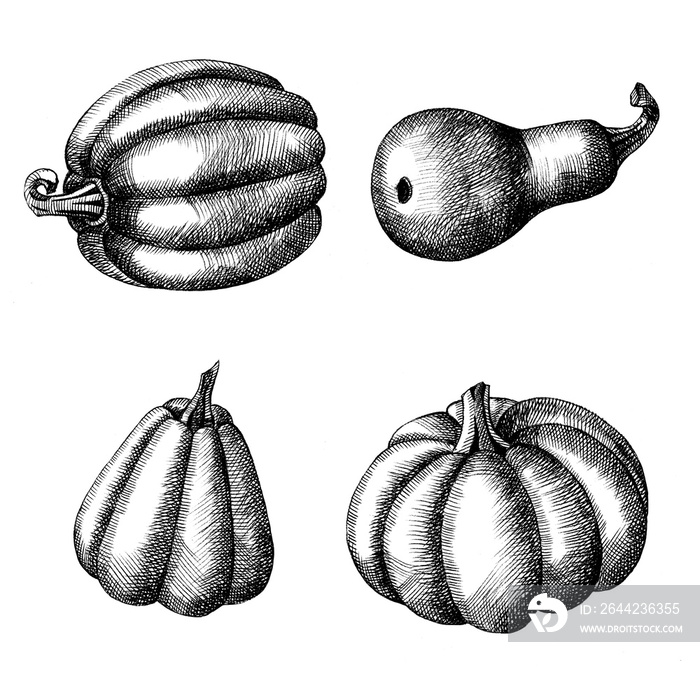 Set pumpkins hand-drawn in graphic style. Sketch. Autumn time. Illustration.