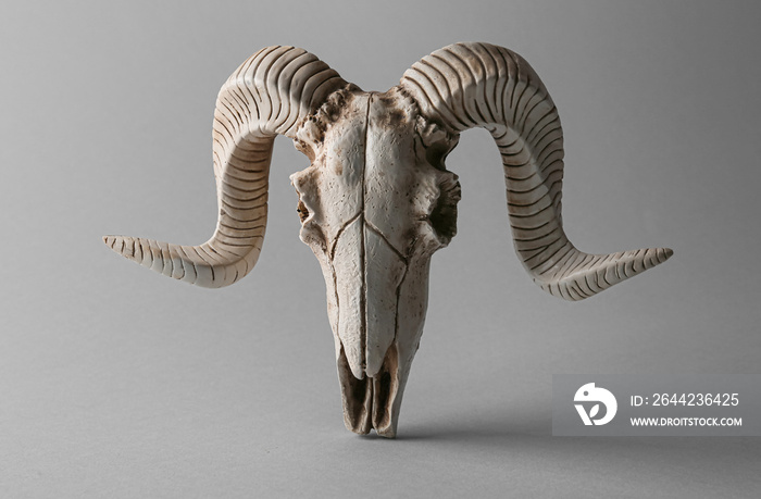 Skull of sheep on grey background