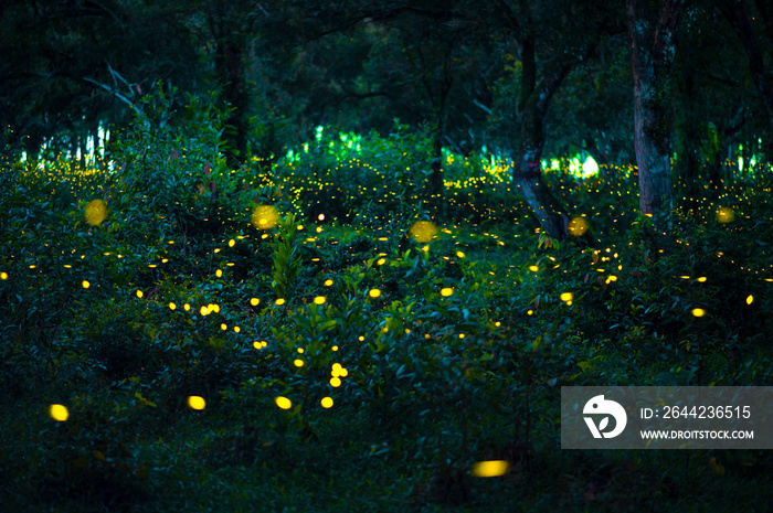 Firefly flying in the forest. Fireflies in the bush at night at Prachinburi, Thailand. Bokeh light o