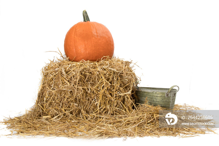 a large pumpkin rests on a straw bale with a bucket for scraps in a farm to be sold for Halloween is