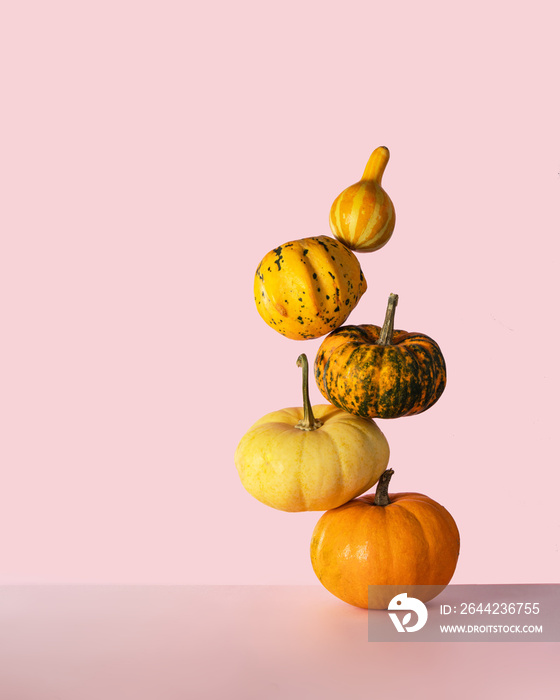 Little pumpkins balancing on light pink background. Minimalistic fall composition with copy space. P