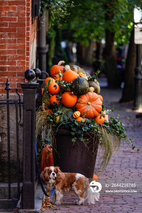 Boston, Massachusetts  Halloween pumpkins on a porch on Beacon Hill and a small spaniel dog.