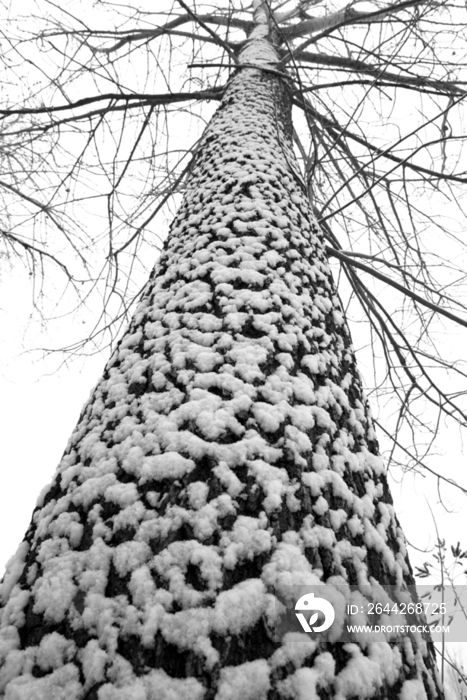 大雪后的一棵树