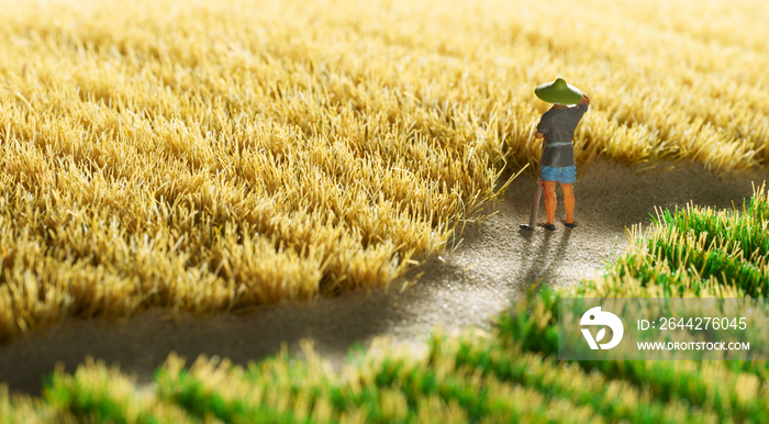 农民在稻田里劳作