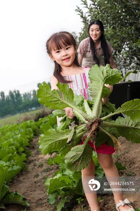 幸福母女采摘蔬菜