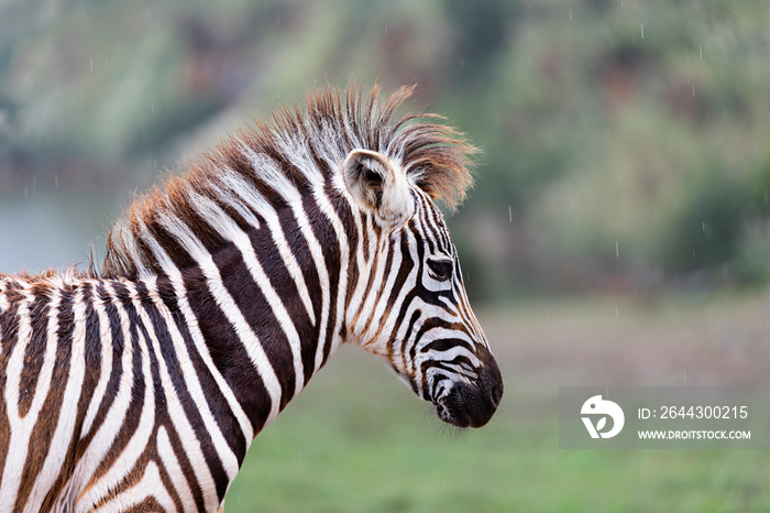 portrait of a small zebra