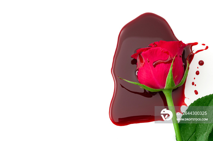 Sadness and pain, end of a relationship and romantic agony conceptual idea with bleeding a red rose and a pool of blood isolated on white background with copy space