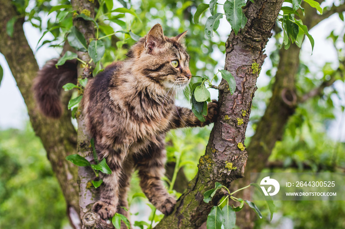 Fluffy striped cat on a tree in the middle of a green leaf. The cat climbs the tree_