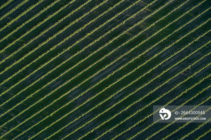 Vineyard plantation top view. Italian vineyards aerial view. Rows of vineyards in Italy.