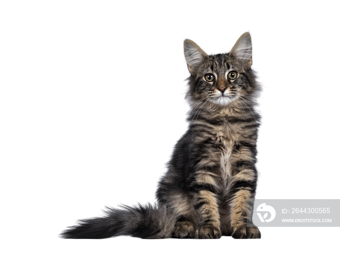 Cute young black tabby blotched Norwegian Forestcat kitten, sitting facing front. Looking with green brown eyes towards camera. Isolated cutout on transparent background.