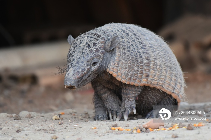 Nine-banded Armadillo feeding on corn