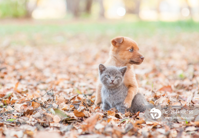 homeless puppy hugging a sad kitten on autumn leaves. Empty space for text