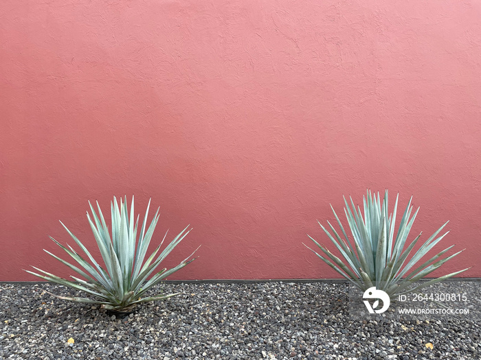 A Mexican scene of two agave cactus succulent plants, against a red wall, in Mexico City. A background with room for text, space for copy.