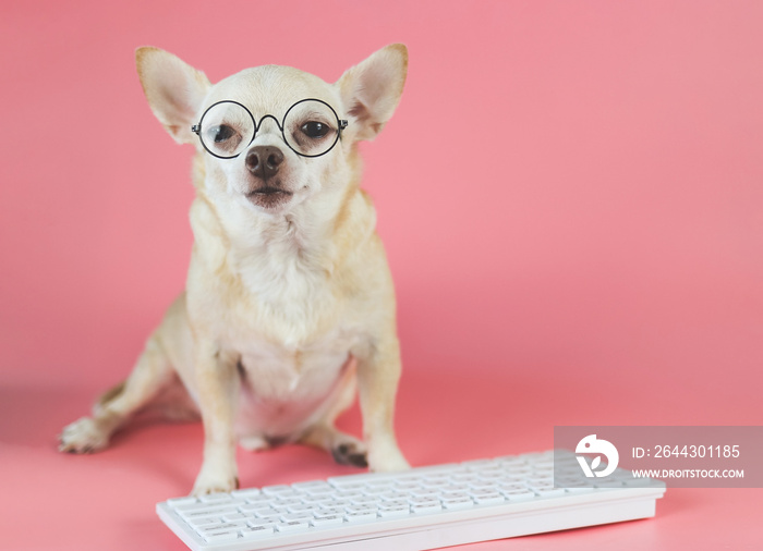 brown Chihuahua dog wearing eye glasses,  sitting with computer keyboard on pink background. Dog working on computer.