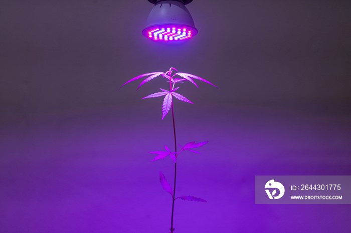 Plant sapling cannabis growing in pot with LED grow light