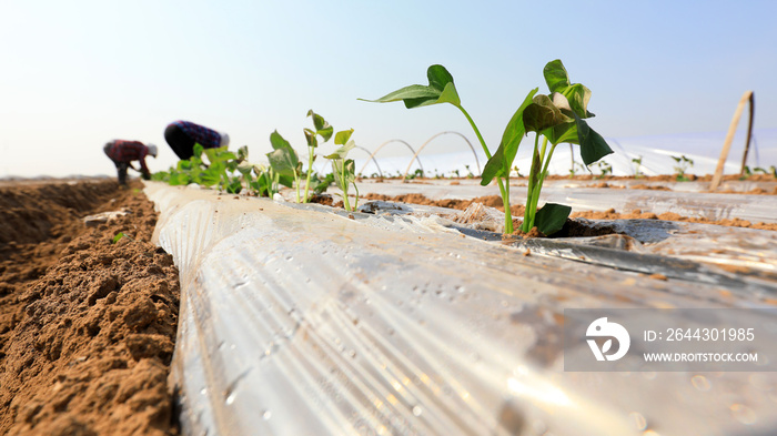 farmers are planting sweet potato seeds in the fields.