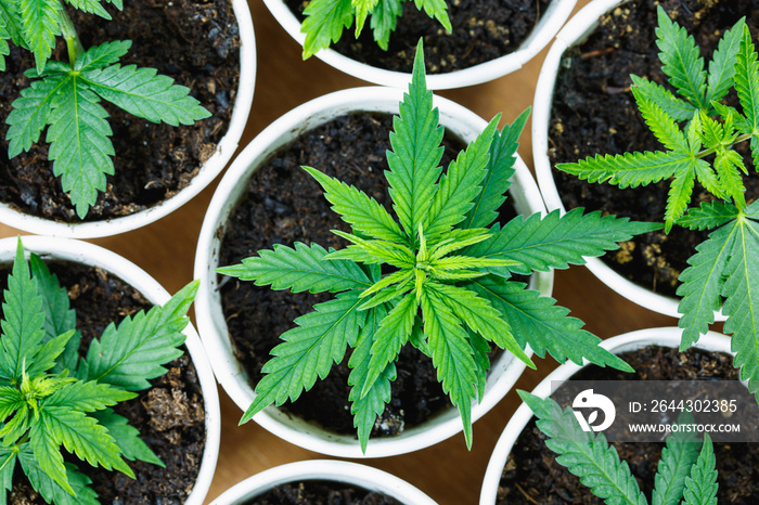 Group of Green cloned Cannabis marijuana (hemp) sprout growing out from soil and paper coffee cup on wooden table background.