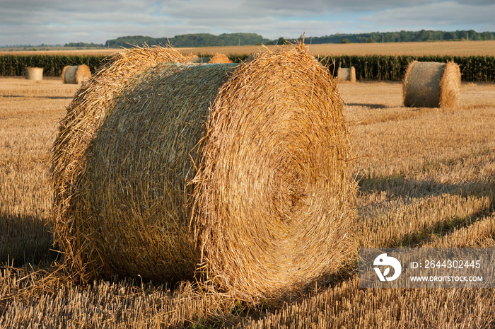 Big roll of straw, bales on stubble from harvested wheat in the field, harvest