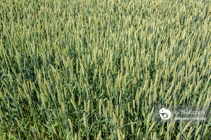 Green winter wheat that has formed seed heads