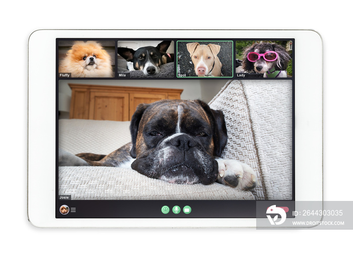 Tablet screen with dogs talking to dog friends in group videocall. Group of pets having an online meeting in video call. Concept for virtual business meetings or pets using technology. Isolated.