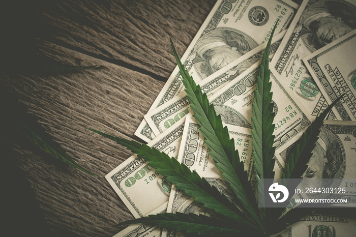 Money and Marijuana Plant Close Up.