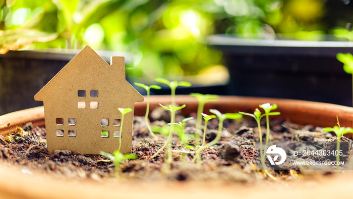 Wood home model with young plant in the morning light on nature background, nature protection and ecology concept