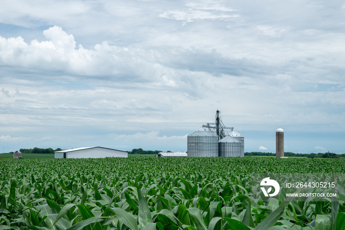 Farmland in summer in Dallas Center Iowa Midwest