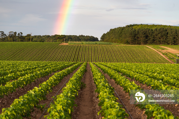 Rainbow over a field of crops, countryside, farming harvest