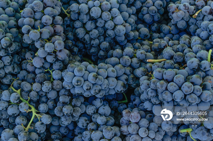 Black grapes at farmer’s market