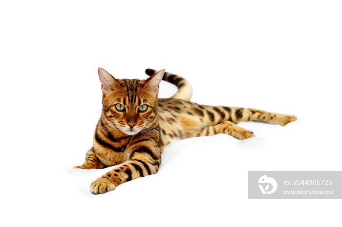 Bengal Katze liegend