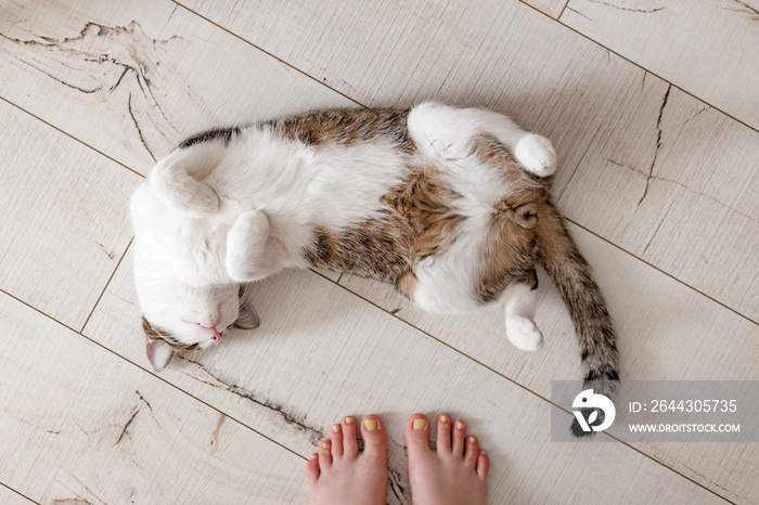 Cat top view lying on parquet floor. Girl’s legs and pet