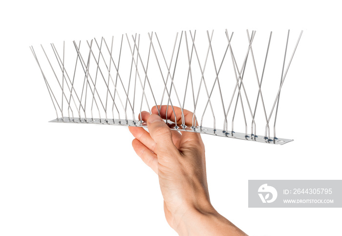 Hand holding single strip of bird spikes. The stainless bird spikes or pins prevent pigeons, sparrows, seagulls, swallows etc. from landing, roosting or nesting.  Concept for humane pest control.