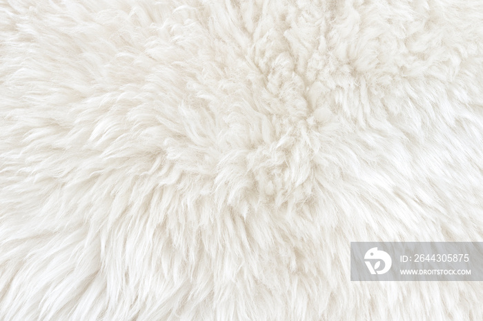 White real wool with beige top texture background. light cream natural sheep wool.  seamless plush cotton, texture of fluffy fur for designers