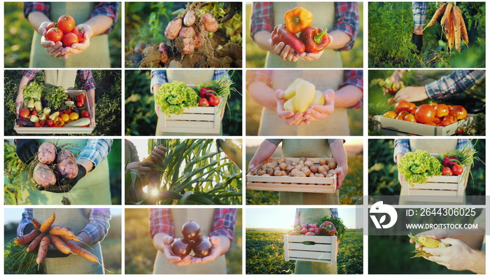 Montage of video frames with the hands of farmers who keep vegetables from their fields. Organic products from the manufacturer’s concept